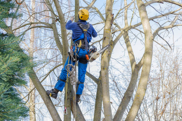 Best Tree and Shrub Care  in Madison, MN