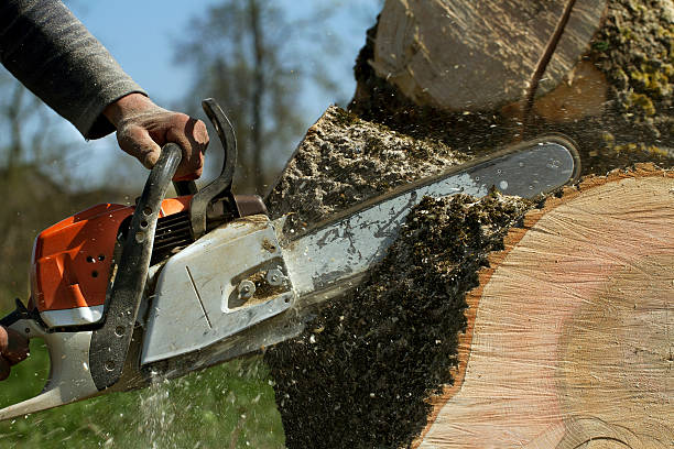 Best Root Management and Removal  in Madison, MN